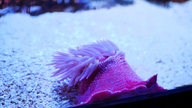 Actinia equina. Beadlet anemone. sea pink 