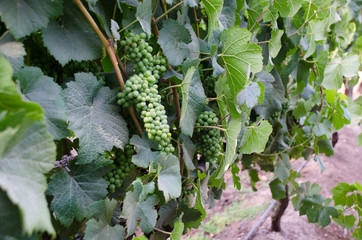 Grape on a vine in a winery.  Santiago, Chile