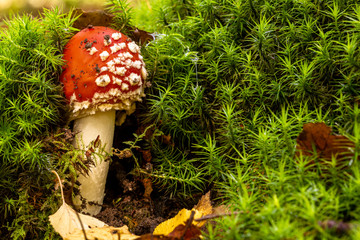 Fliegenpilz im Moos