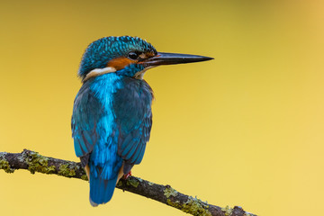 Obraz premium Common Kingfisher waiting