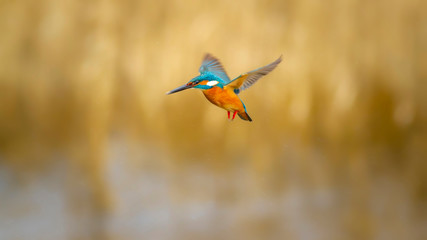 Flying colorful Kingfisher. Yellow nature background. Bird: Common Kingfisher. Alcedo atthis.