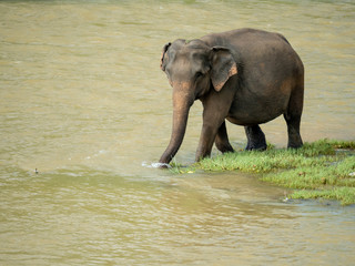 Elephants drinking water from island © Viacheslav