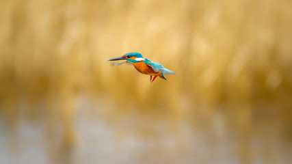 Flying colorful Kingfisher. Yellow nature background. Bird: Common Kingfisher. Alcedo atthis.