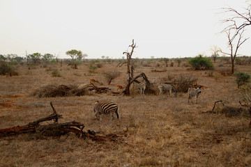Zebras and antelopes in the National Park in South Africa