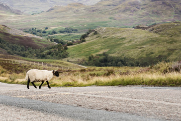 Obraz premium sheep cross the road in the mountains