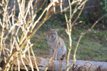 luchs