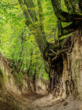 Gorge Korzeniowy Dol, Kazimierz Dolny, Lublin Voivodeship, Poland