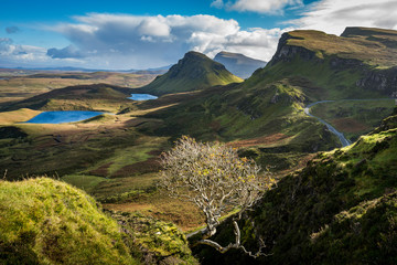 Lone bare tree at Quiraing with views of Loch Leum nu Luirginn and Loch Cleat, Isle of Skye, Highland Region, Scotland, United Kingdom