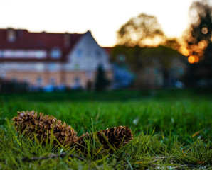 autumn leaves in the park