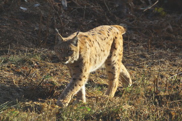 luchs