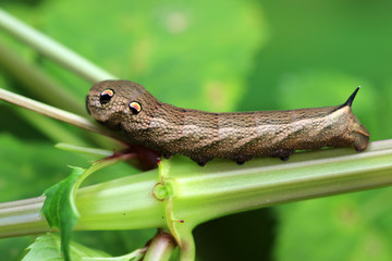 Mittlerer Weinschwärmer