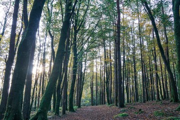 forest in autumn