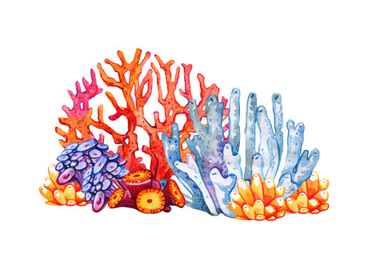 Coral Reef. Different Color Polyps. Hand Drawn Watercolor Illustration