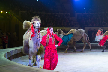 performance of trained camels in the circus arena. © Andrey