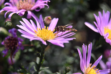 Perennial alpine aster close up and autumn bees in my garden