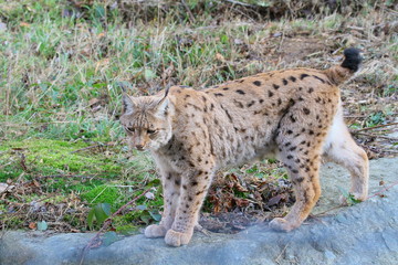 luchs