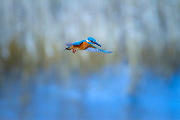 Hovering Kingfisher. Common Kingfisher. Winter blue colors background.