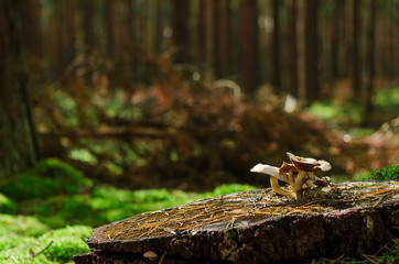 mushrooms in the forest