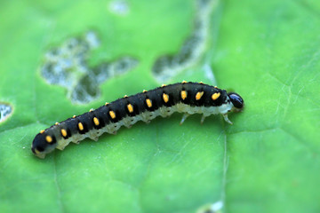 Tenthredo marginella