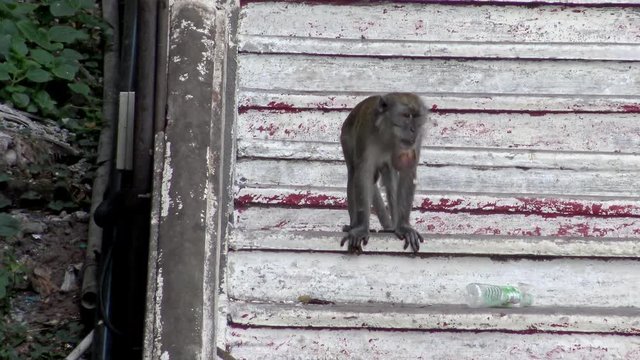 4K, Asian macaque monkey at the staircases of Batu Caves temple. Portraits of a crab-eating macaque also known as the long-tailed macaque in Malaysia. Wild macaca fascicularis-Dan