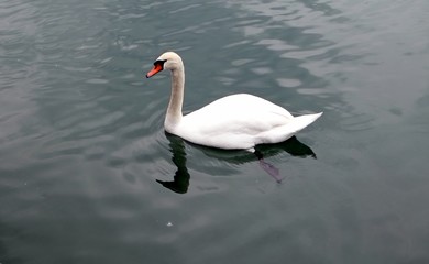 Lonely white swan