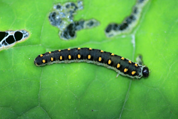 Tenthredo marginella