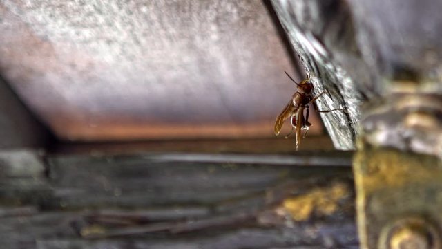 Slow motion of an asian giant hornet in Taiwan, also called Vespa velutina. Close up detail of a big red wasp in a house roof bordered by wood attached to metal siding at Asia country.-Dan