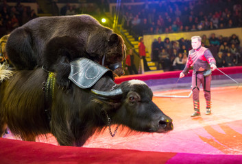 performance of brown bears buffalo in the circus arena.