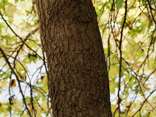 Obraz premium (Liquidambar orientalis) Orientalischer Amberbaum mit Schwarzbrauner Rinde und grünes, gelbbraunes Laub im Herbst