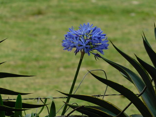 Flower#6