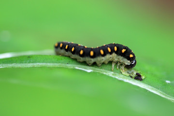 Tenthredo marginella