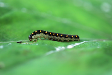 Tenthredo marginella