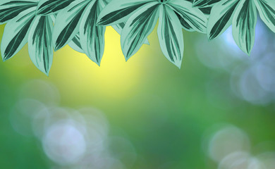 Fototapeta na wymiar Green leaf tree on blur soft light bokeh background.