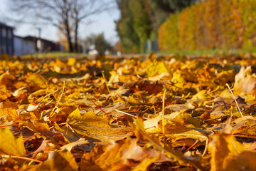 autumn leaf colorful foliage