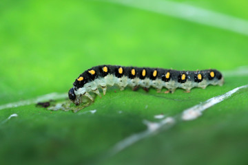 Tenthredo marginella