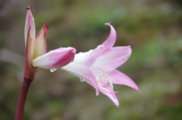 rosa Belladonna-Lilie