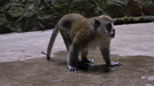 Slow Motion asian monkey drinking water on the floor in Batu Caves temple. Portrait of a crab-eating macaque also known as long-tailed macaque in Malaysia. A wild macaca fascicularis Kuala Lumpur.-Dan