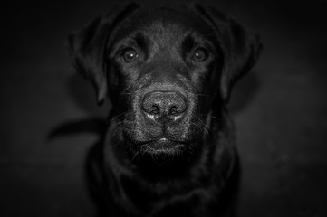 portrait of black labrador