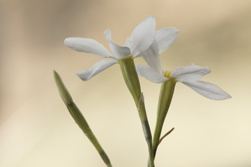 Narcissus serotinus is a small white daffodil endemic to the southwest of the Iberian Peninsula growing in sunny meadows sometimes with thousands of specimens