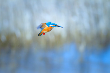 Hovering Kingfisher. Common Kingfisher. Winter blue colors background.