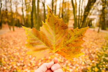 jesienny liść złoty kolor natura park
