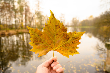 jesienny liść złoty kolor natura