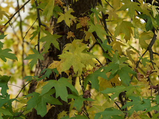 Orientalischer Amberbaum (Liquidambar orientalis), Blätter und Früchte im Herbst mit orange bis rötlich Farbe.