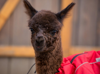 Fototapeta premium Close up photo of an adorable cute brown curly fluffy baby alpaca in red coat with big black clever eyes. Small calf of alpaca, Vicugna pacos.