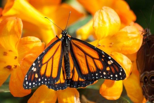 papillon