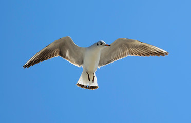 seagull in the sky