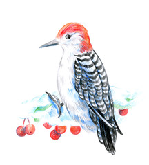 Obraz premium Woodpecker bird