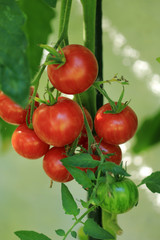 Tomatenrispe