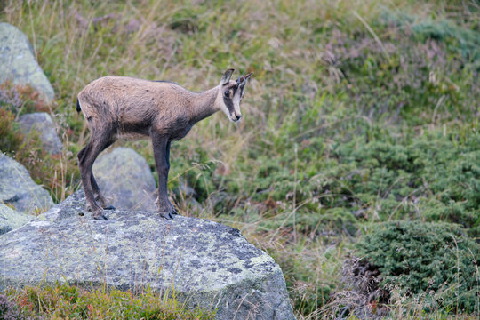 Gams in den Bergen