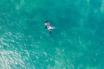 Whale